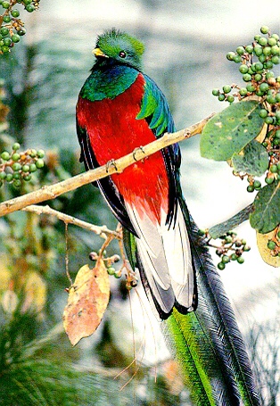 Quantal Quetzal, el nombre de la versión 12.10 de Ubuntu