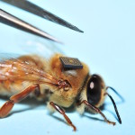 Microsensores de Intel serán colocados en abejas