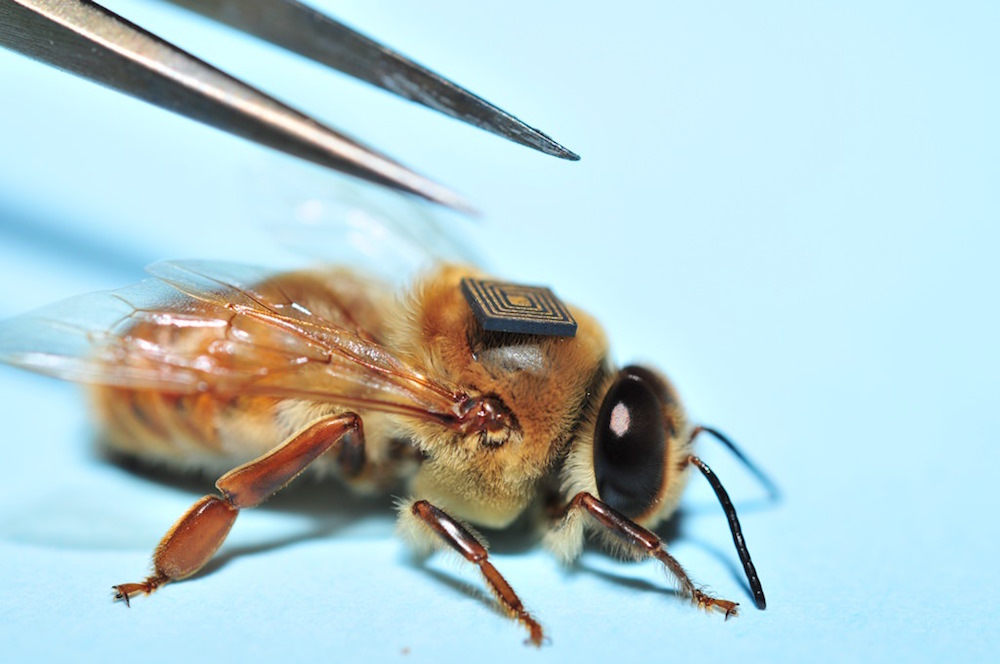Microsensores de Intel serán colocados en abejas