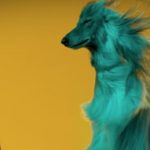 Sony estudio de Perros