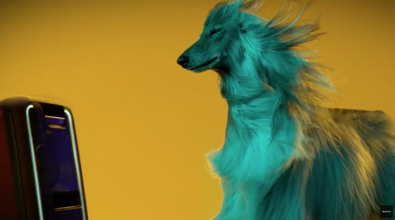 A los perros no les gusta la música Clásica prefieren el Pop